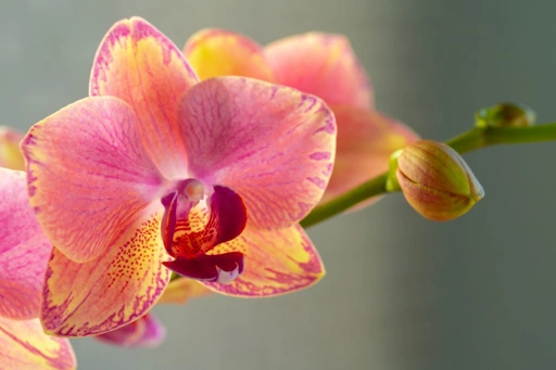 Orchideafarm a szlovén-magyar határ mellett
