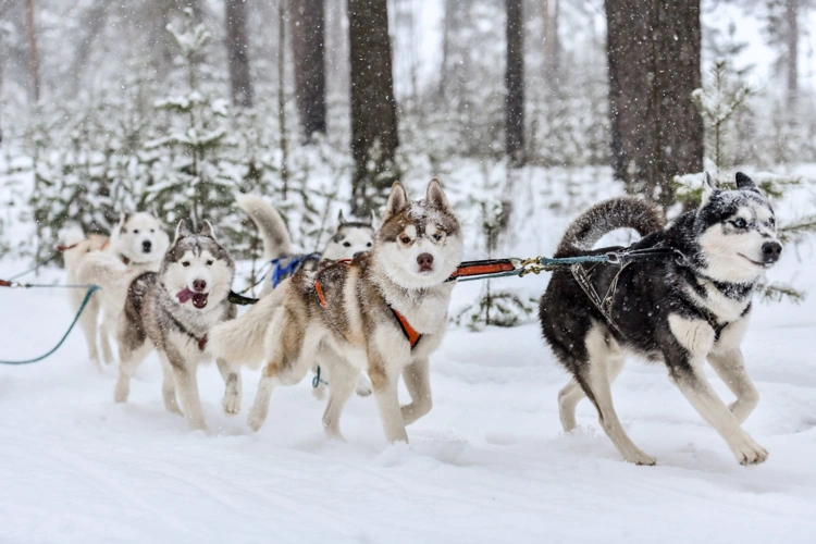 A lappföldi Mikulás csodavilága: sarki fény és husky szánok